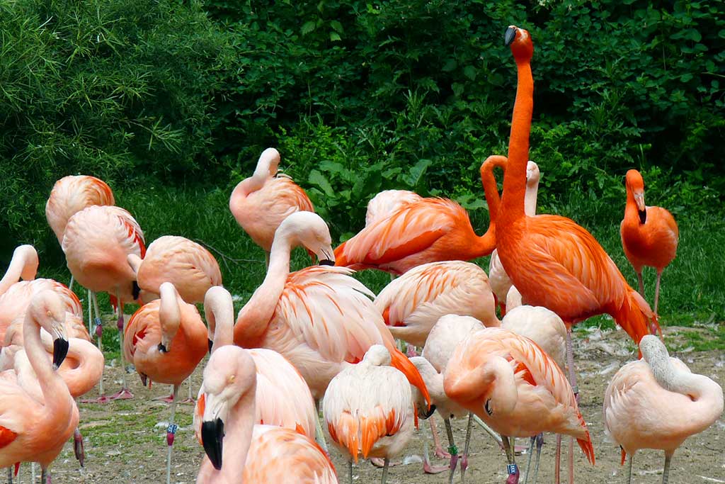 Prague Zoo Flamingo